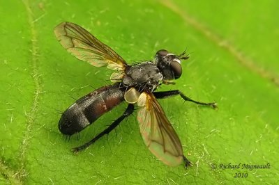 Tachinidae - Cylindromyia sp2 m10