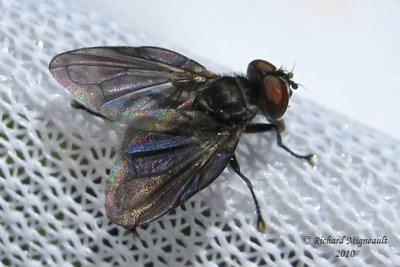 Tachinidae - Phasia sp 1b m10