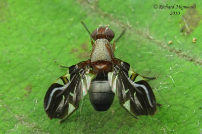 Picture-winged Fly - Delphinia picta 2 m10
