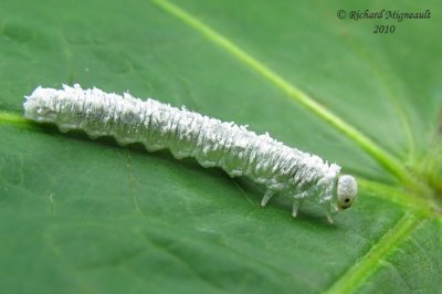 Common Sawfly Larva - Eriocampa sp 2m10