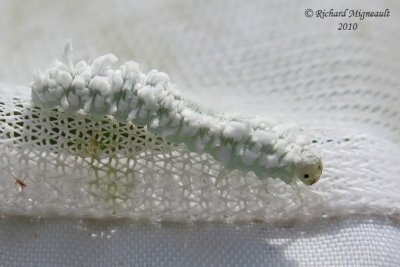 Common Sawfly Larva - Eriocampa sp 3m10