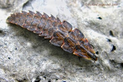 Firefly larva - Lampyridae m8