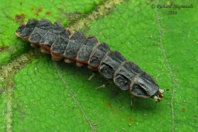 Firefly larva m10
