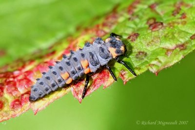 Lady Beetle - Coccinella septempunctata - Seven-spotted lady beetle larva m7