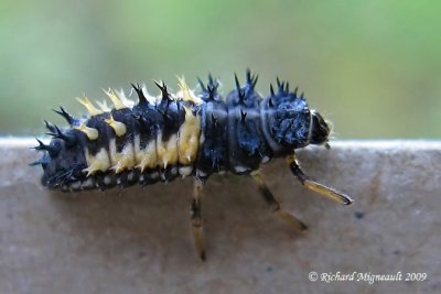 Lady Beetle - Harmonia axyridis - Multicolored Asian Lady Beetle larva m9