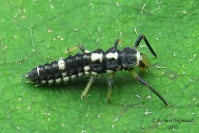 Lady Beetle - Propylea quatuordecimpunctata - Fourteen-spotted lady beetle m10