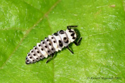 Lady beetle larva m7