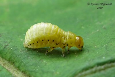 Leaf beetle - Caligrapha larva m10