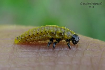 Leaf beetle - Chrysomela larva 1m10