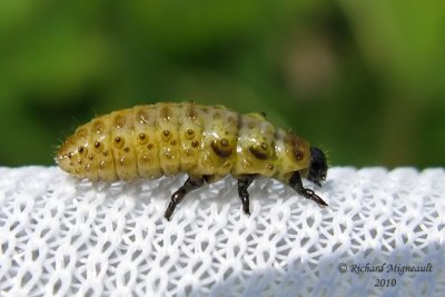 Leaf beetle - Chrysomela larva 2m10