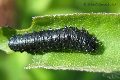 Leaf beetle larva - Trirhabda Larvae 1m9