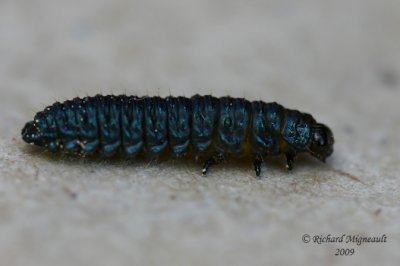 Leaf beetle larva - Trirhabda Larvae 2m9