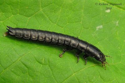 Rove beetle larva m10