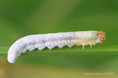 Sawfly larva 1m8