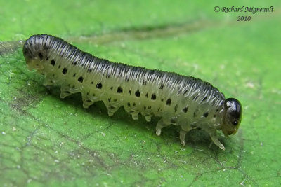 Sawfly larva 2m10