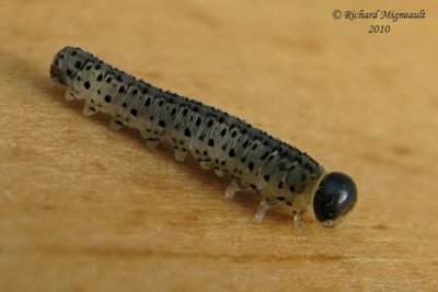 Sawfly larva 4m10