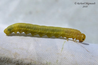 Sawfly larva - dolerus sp 8m10