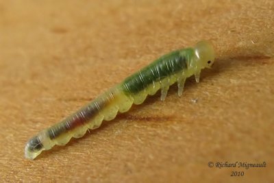 Sawfly larva - Dineura militaris m10