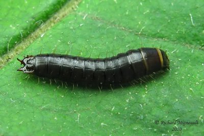 Click beetle larva1m10
