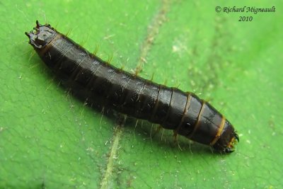 Click beetle larva 2m10