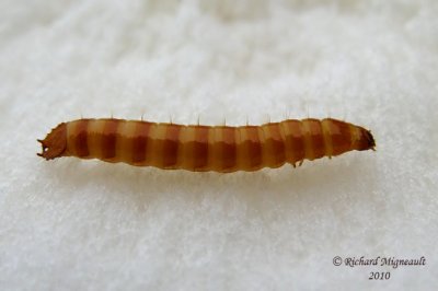 Click beetle larva 3m10