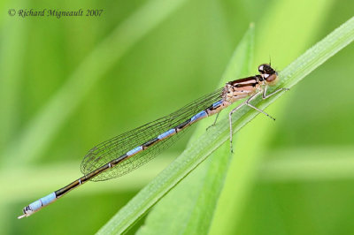 Narrow-winged Damselfly - Coenagrion resolutum - Taiga Bluet, young m7