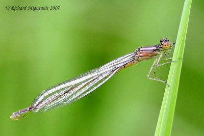 Narrow-winged Damselfly - Enallagma civile - Familiar Bluet female m7