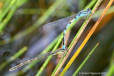 Narrow-winged Damselfly - Enallagma ebrium - Marsh bluet mating m6