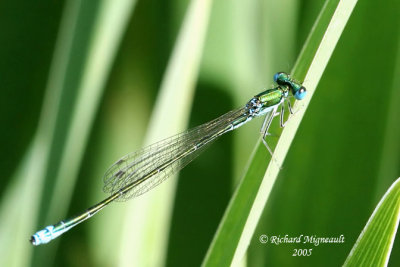 Narrow-winged Damselfly - Nehalennia irene - Sedge Sprite female m5