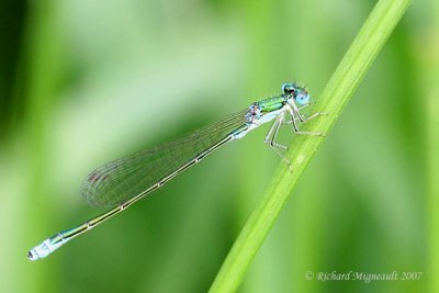 Narrow-winged Damselfly - Nehalennia irene - Sedge Sprite female m7