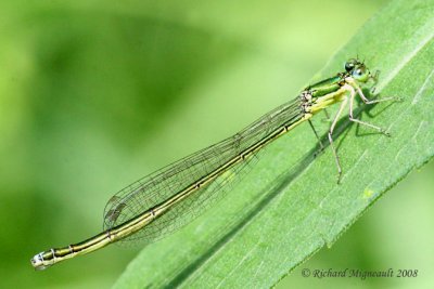 Narrow-winged Damselfly - Nehalennia irene - Sedge Sprite male m8