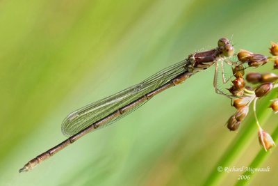 Spreadwing - Lestes congener - Spotted Spreadwing 1m6