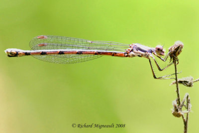 Spreadwing - Lestes congener - Spotted Spreadwing 2m8