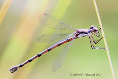 Spreadwing - Lestes congener - Spotted Spreadwing 3m8