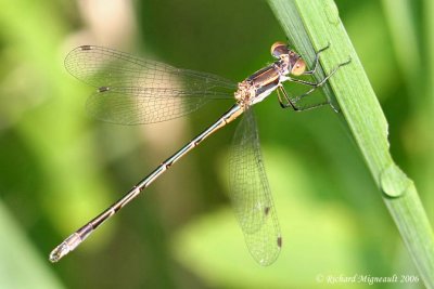 Spreadwing - Lestes disjunctus - Northern Spreadwing 4m6