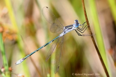 Spreadwing - Lestes disjunctus - Northern Spreadwing 5m6
