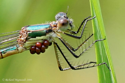 Spreadwing - Lestes dryas - Emerald Spreadwing with water mites 2m6