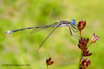 Spreadwing - Lestes congener - Spotted Spreadwing m3