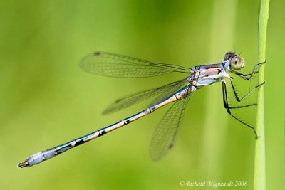 Spreadwing - Lestes unguiculatus - Lyre-tipped Spreadwing m6