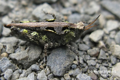 Pygme grasshopper - Nomotettix cristatus m9