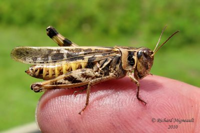 Clear-winged Grasshopper - Camnula pellucida m10