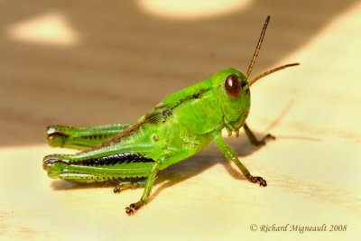 Differential Grasshopper - Melanoplus differentialis 1m8