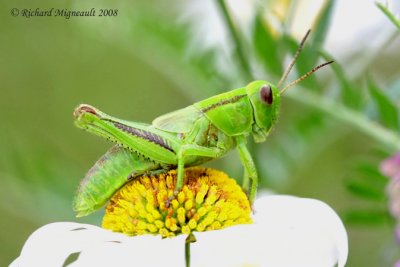 Differential Grasshopper - Melanoplus differentialis 2m8