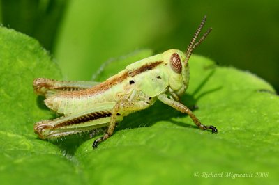 Differential Grasshopper - Melanoplus differentialis 3m8