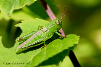Differential Grasshopper - Melanoplus differentialis 4m7