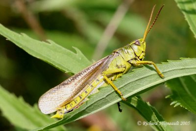 Graceful Sedge Grasshopper - Stethophyma gracile 1m5