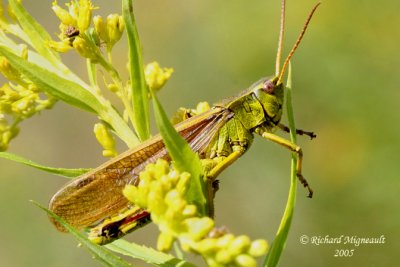 Graceful Sedge Grasshopper - Stethophyma gracile 2m5