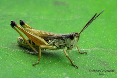 Marsh Meadow Grasshopper - Chorthippus curtipennis 1m10