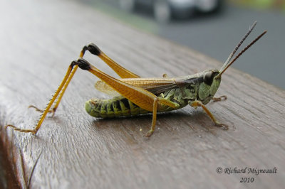 Marsh Meadow Grasshopper - Chorthippus curtipennis 2m10