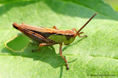 Marsh Meadow Grasshopper - Chorthippus curtipennis 4m6